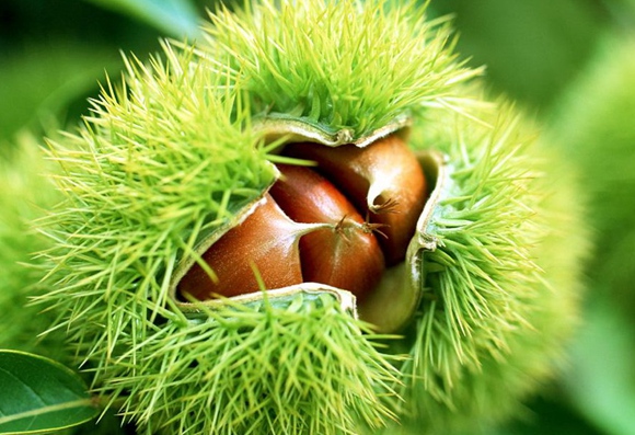 Chinese Chestnut