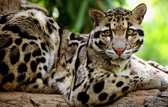 Zhangjiajie Clouded Leopard