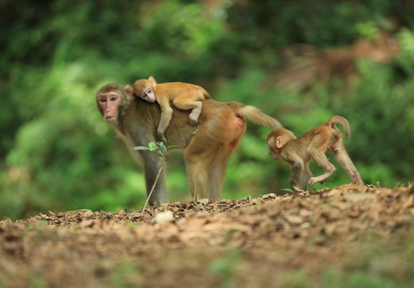 Macaques enjoy summer time in Zhangjiajie National Forest Park