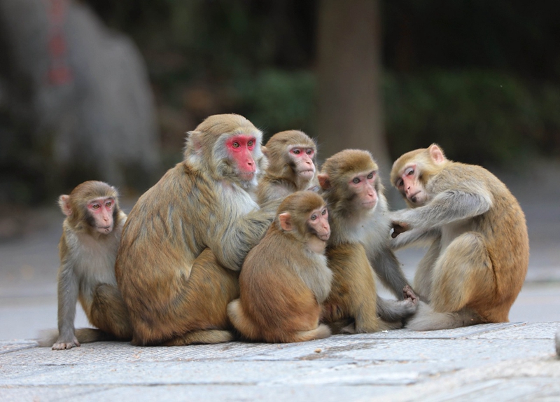 Zhangjiajie Macaques seek a bit of warmth in winter sun