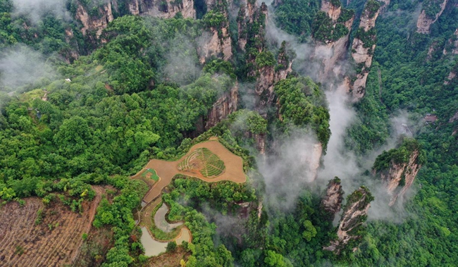 Farmland atop cliff offers unique views in Zhangjiajie