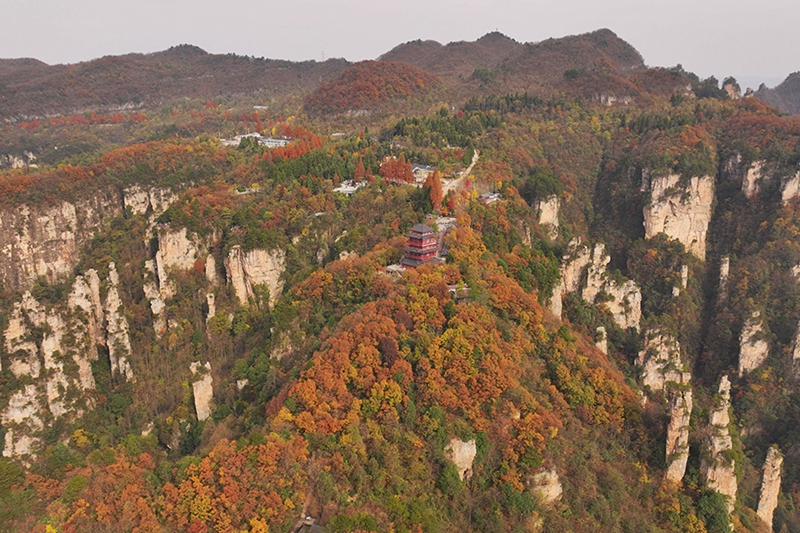 Zhangjiajie Tianzi Mountain puts on colorful clothes