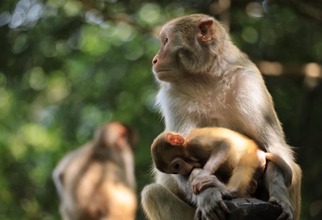 Zhangjiajie National Forest Park macaques delight summer visitors