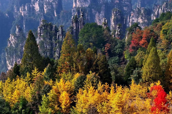 Colorful Autumn Scenery of Zhangjiajie National Forest Park