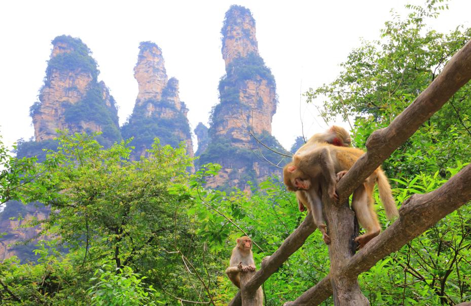 Macaques add playful charm to Zhangjiajie forest park