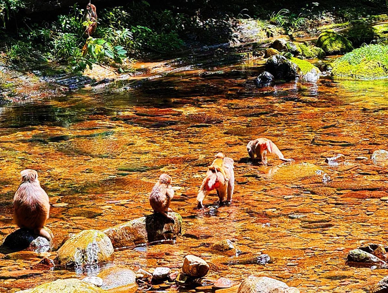 Zhangjiajie  Monkeys cool off in Jinbian Stream