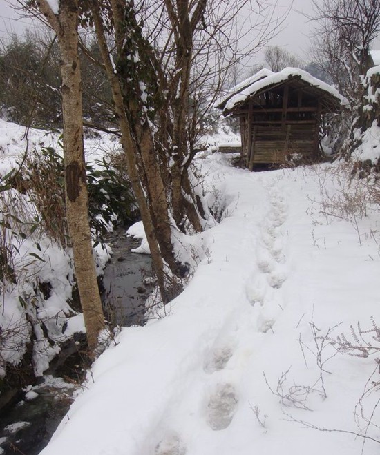 ZJJ cottage snow2.jpg