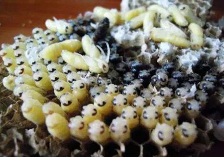 Honey Bee Pupae.jpg