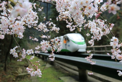 Blooming Flowers Greet Spring in Zhangjiajie