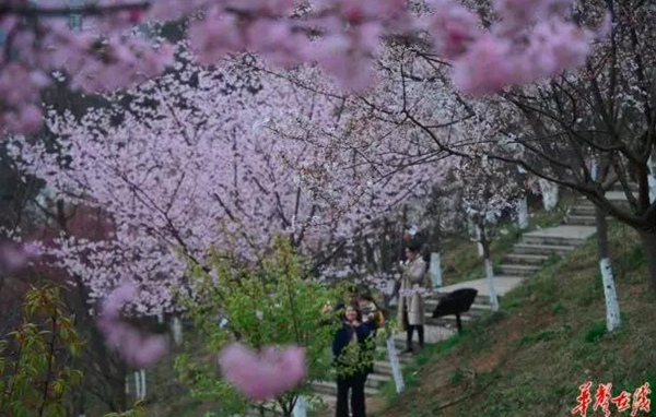 2019 Hunan World Famous Flowers Eco-cultural Festival Kicks off