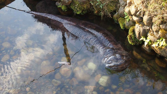 Study offers clues for Chinese giant salamander conservation