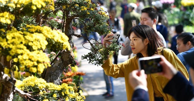 Chrysanthemum Exhibition Opens on Yuelu Mountain