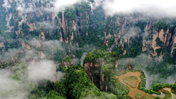 Rice fields1.jpg