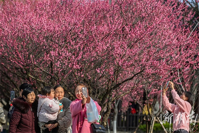 Plum Blossoms in Full Bloom in Changsha